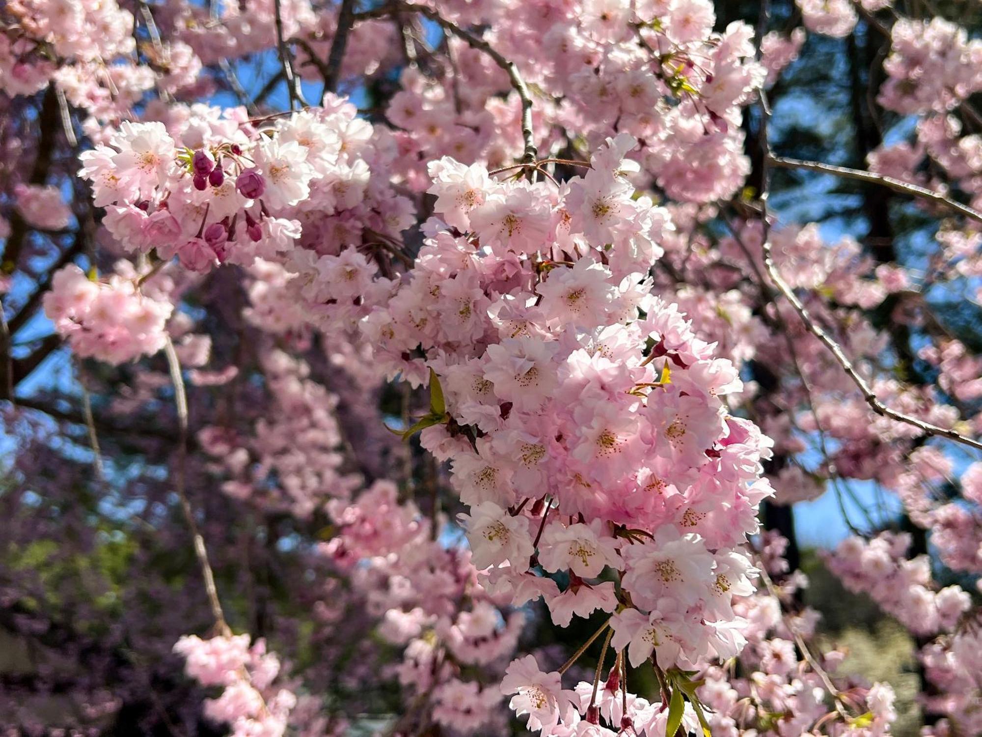 Rakuten Stay Villa Yatsugatake 北杜市 エクステリア 写真